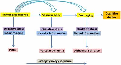 A Review and Hypothesized Model of the Mechanisms That Underpin the Relationship Between Inflammation and Cognition in the Elderly